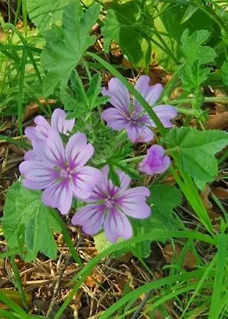 Appartamento Hephaestus Appartments -a1 *