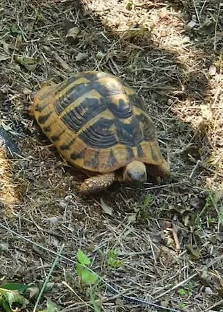 Hephaestus Appartments -a1