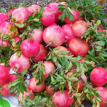 Hephaestus Appartments -a1 Litochoro