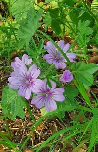 Apartamento Hephaestus Appartments -a1 *